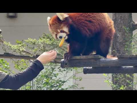 木から降りて来てレッサーガイド「動物の食事時間」みいちゃん編　レッサーパンダ　千葉市動物公園にて　2026年4月19日 サムネイル