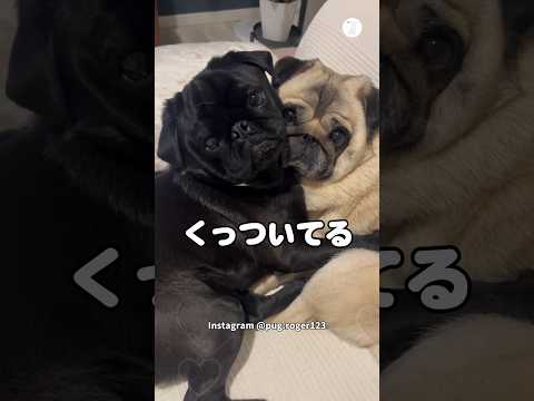 仲良しすぎて離れないパグたち　　パグ　犬　かわいい　犬のいる暮らし 癒し サムネイル