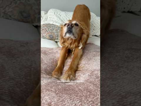 coming home to my golden retriever🥵goldenretreivers dog pup… サムネイル