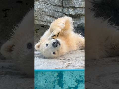 shorts 可愛いを振りまくモモ太くん　  ホッキョクグマの仔　秋田県男鹿水族館GAOにて2026年4月30日 サムネイル