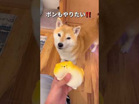 初めての感触に喜び🐶🎵 柴犬 shibainu shorts