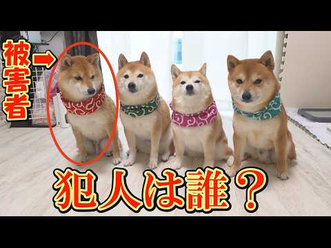 突然消えたおもちゃに大騒動・・・意外な犯人の巧妙な手口に笑ってしまいました。 サムネイル