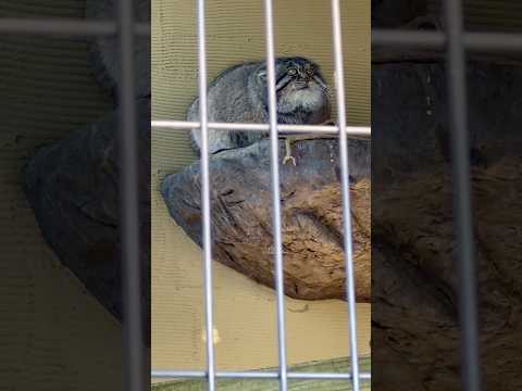 #shorts 昼下がりのグルーシャくん　マヌルネコ　旭山動物園にて　2025年12月19日 サムネイル