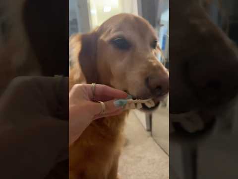 dog-tor coby to rescue🛟goldenpup puppy goldenpupppy dogbree… サムネイル