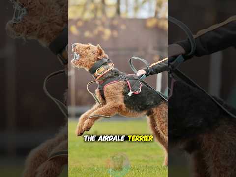 The History of the Airedale Terrier The King of Terriers sh… サムネイル