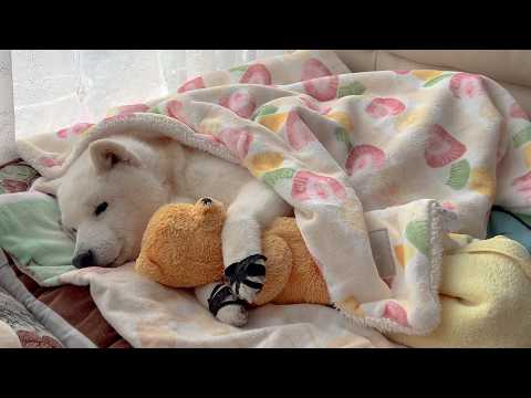 パパがハゲて帰って来たのを見てショックを隠し切れない柴犬と変わらず大好きを伝えてくれるサモエド サムネイル