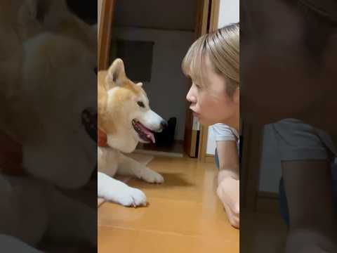 柴犬福 お散歩で草を食べた後、容赦なく姉を舐める柴犬🤣Sis and Shiba🤣姉と柴 shorts japanes… サムネイル
