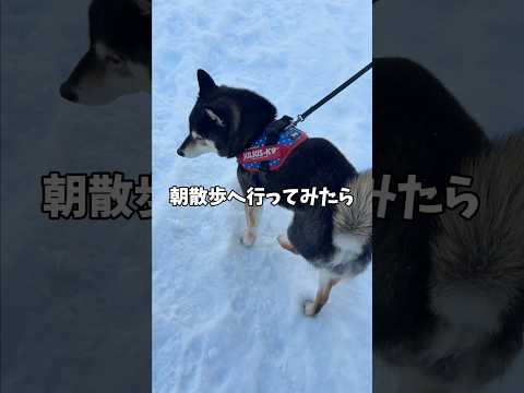 珍しく大雪を楽しむ黒柴？ サムネイル