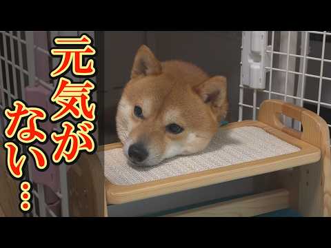 こんなことは初めて・・・ごはんの時間になっても喜ばず、飼い主の声にも反応しない末っ子柴犬・・・悪天候がもたらした異変・… サムネイル