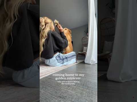 coming home to my golden retriever🥵goldenretreivers dog pup… サムネイル