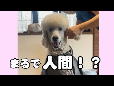 まるで人間⁉️散髪されるスタンダードプードルの姿が話題に サムネイル