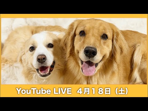 生存報告ライブ!!ご心配をおかけしました🙇