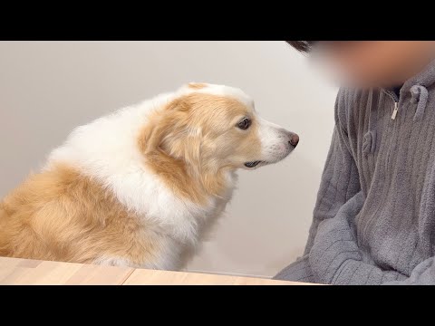 怒られて涙目になりながら言い訳をする犬...【ボーダーコリー・ゴールデンレトリバー】 サムネイル