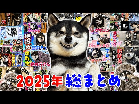 2025年、すみすみ感謝の1年振り返り総集編！ サムネイル