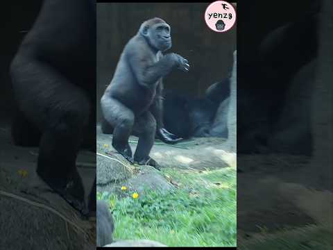 cute Jabali😆 gorilla taipeizoo 金剛猩猩 台北市立動物園 cuteanimals fun… サムネイル