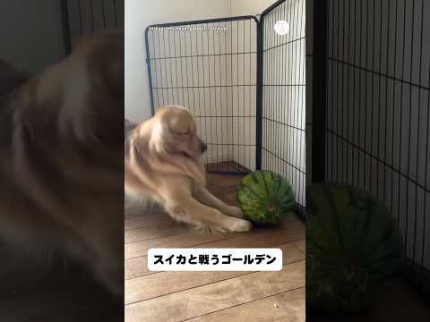 スイカと戦うゴールデンレトリバー😂　　　　　ゴールデンレトリバー 大型犬　犬　かわいい犬 犬のいる暮らし サムネイル