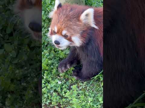 shorts リンゴの最終チェックするひなたくん　レッサーパンダ　大森山動物園にて　2026年4月29日 サムネイル