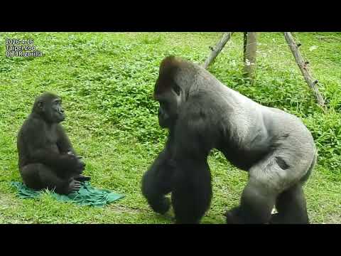 Gorilla D'jeeco family 出外場覓食 / Jabali Ringo 邊吃邊玩。長巾蓋頭 / Jab… サムネイル