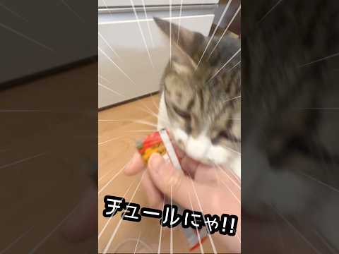 保護されたノラネコの１年後...。猫の日バンザイ サムネイル