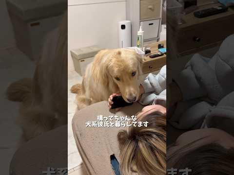 可愛すぎて変な声出る時あるよね？そしてその声を聞いたらしっぽ振るのは自分が可愛いの分かってるからだよね！笑ゴールデンレ…