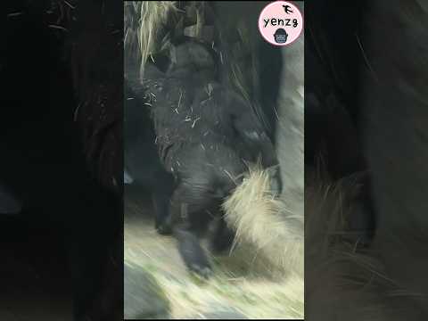 啦啦隊隊長Ringo想和Jabali玩🤣 gorilla 金剛猩猩 taipeizoo 台北市立動物園 babyani… サムネイル
