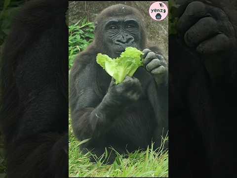 cute gorilla ❤️🥬😋🥰 gorillatag taipeizoo 金剛猩猩 台北市立動物園 shorts