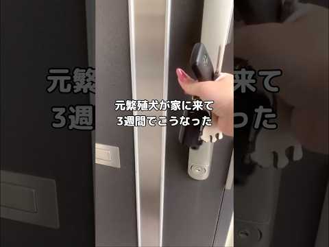 ケージの中でしか生きてこなかった元繁殖犬を家に向かい入れて3週間経つと･･･ トイプードル 繁殖犬 繁殖引退犬 sho… サムネイル