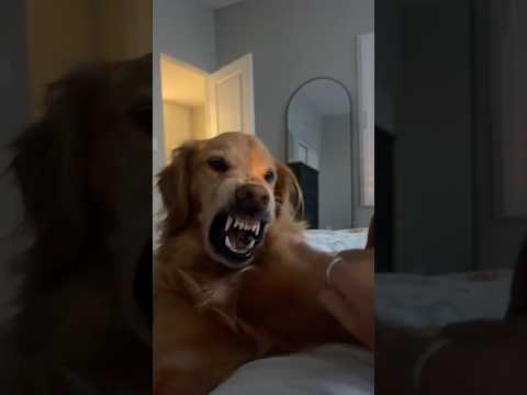 coming home to my golden retriever❤️india retreiver dog pup…