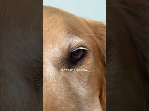 chatting with chids goldenretriever viral trandingshorts vi…