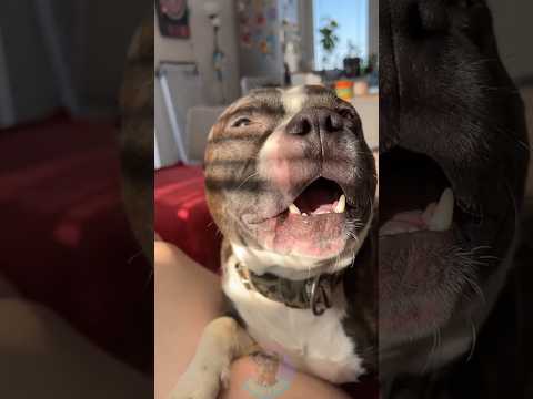 Top 4 Best Pitbull Mixes for Families shorts dog pets pitbu… サムネイル