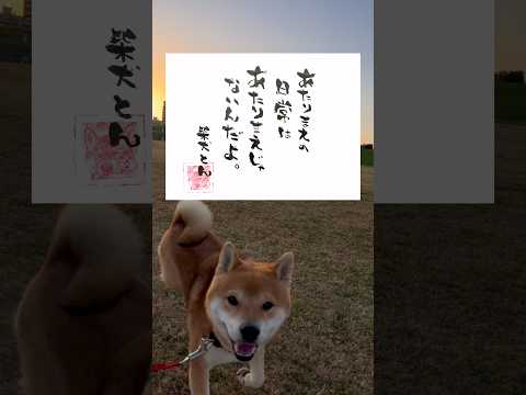 柴犬とん語録　柴犬　柴犬とん サムネイル