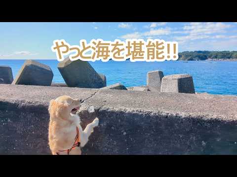 やっと海暮らしが堪能できた。ゴールデンレトリバーティト サムネイル