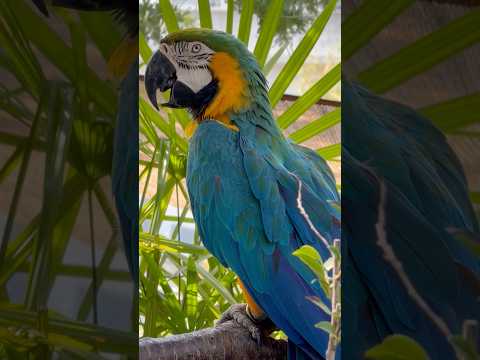 shorts 木陰にルリコンゴウインコ　神戸どうぶつ王国にて　2026年7月25日