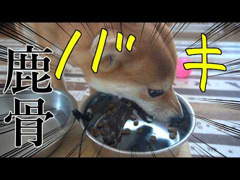 鹿の骨を圧力鍋で柔らかく