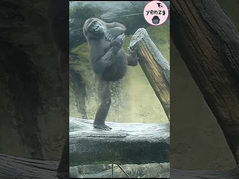 Iriki bunny hop, beating chest so cute😆 gorilla gorillatag… サムネイル