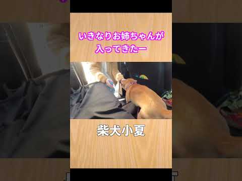 いきなりお姉ちゃんが入ってきた #神戸 #柴犬 #shibainu #癒し サムネイル