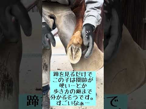 ポニーの削蹄東武動物公園動物ポニー削蹄 サムネイル