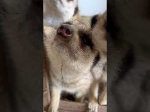 ミーアキャットにまみれたい方専用動画 東武動物公園 動物 かわいい 癒し animals zoo 動物園 ミーアキャッ… サムネイル
