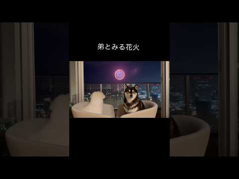 弟は初めての花火、仲良く元気に育ってね！柴犬 花火 サムネイル