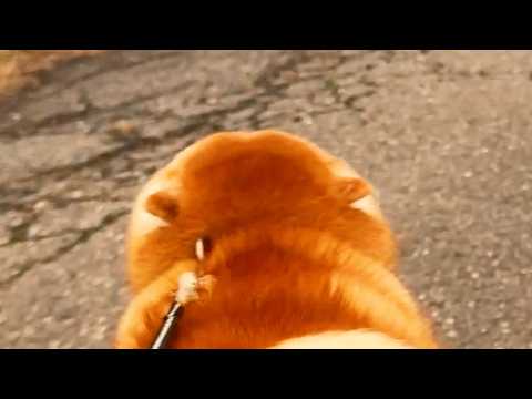 ちっちゃ耳丸頭モードにトランスフォームすることができる柴犬 サムネイル