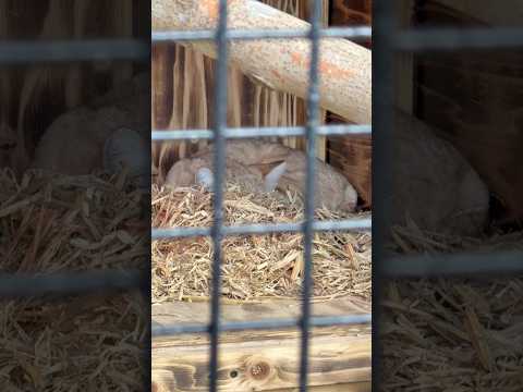 shorts スヤスヤ💤ジウちゃん　スナネコ　ごかつら池どうぶつパークにて　2026年1月24日