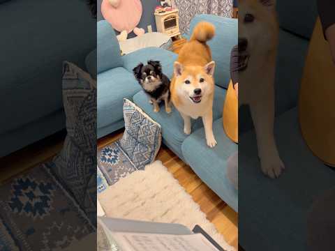 歌ってる？🐶柴犬 チワワshorts サムネイル