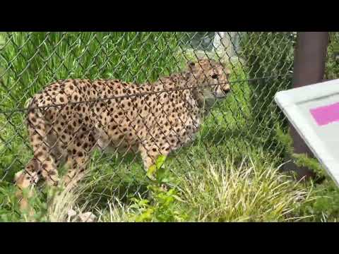 アジャブさん 飼育員さんが居た？　チーター　千葉市動物公園にて　2026年4月19日