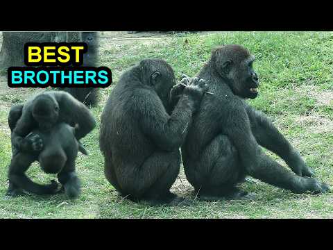 Gorilla Ringo grooms Jabali, loves to follow him金剛猩猩Ringo是J…