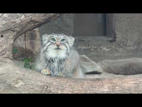 おはようアズちゃんオトちゃん☺️ マヌルネコ　神戸どうぶつ王国にて　2025年12月26日 サムネイル