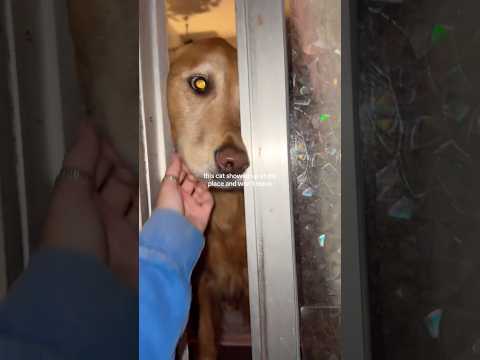 coming home to my golden retriever❤️india retreiver dog pup… サムネイル
