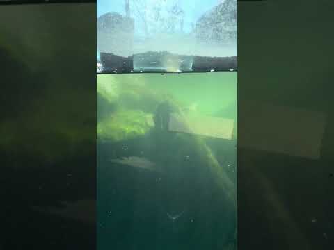 shorts アメリカビーバー　那須どうぶつ王国　IMG 0055 サムネイル