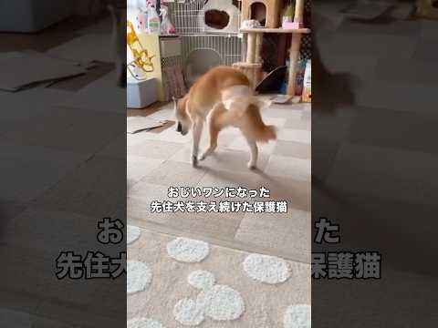 車に撥ねられ瀕死状態だった柴犬エン。そんなエンが回復後、散歩中に発見した子猫のちまきを保護して育て、今度はちまきがエン… サムネイル