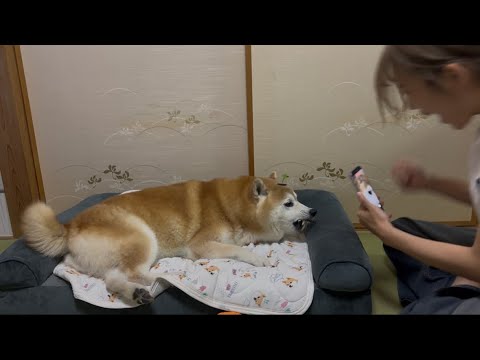 柴犬福 姉による「ムキ過ぎて滅！」でムキ過ぎな柴犬🤣Sister and Shiba🤣 サムネイル