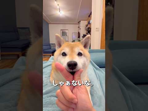 条件反射？🐶柴犬 shibainu shorts サムネイル
